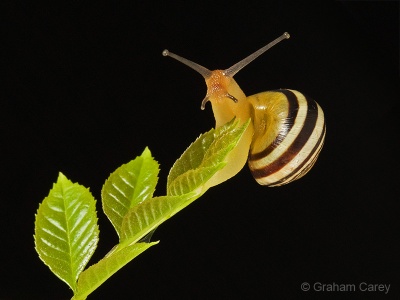 White-lipped Snail (Cepaea hortensis) Graham Carey